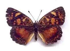 Ortilia velica