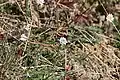 Nacktstängeliger Bauernsenf (Teesdalia nudicaulis) im Brachter Wald