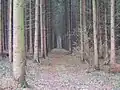 Weg in Graueler Nadelwald