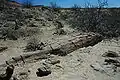 Versteinerter WaldPetrified Forest
