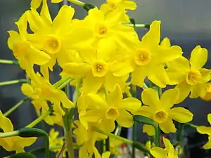 Blüten von Narcissus jonquilla