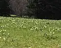 Narzissen auf Prés Vaillons