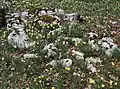 Blumen im Karstfelsen