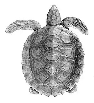 Wallriffschildkröte