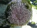 Seeigel, Oralseite mit Zahnapparat