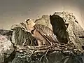 Bartgeier