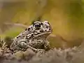 Jungtier
