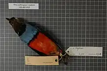 konservierter Singvogel mit rotem und blauem Gefieder auf dem Rücken liegend und mit erklärenden Pappschildchen versehen.