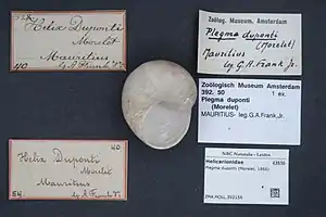 Plegma duponti