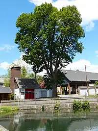 Friedenslinde