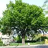 Alberteiche Strehlen