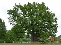 130-jährige Stieleiche