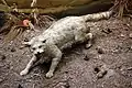 Die Wildkatze liebt naturnahe Wälder und Halboffenlandschaften.