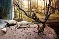 Im Museum werden verschiedene Lebensräume gezeigt, hier der einheimische Wald und einige seiner Tiere