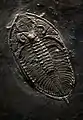 Fossil aus dem Schiefer des Hunsrücks