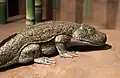 Die Eroberung des Landes im Paläozoikum: Sclerocephalus haeuseri