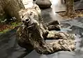 Welpe eines Bärenhundes (Agnotherium antiquum), der 270 kg schwer werden konnte.