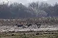 Drei Rehe