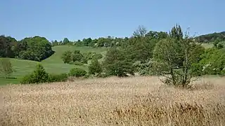 Seggenried und Schilfröhricht im Feuchtbereich.
