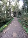 Allee im Naturschutzgebiet Grävingholz
