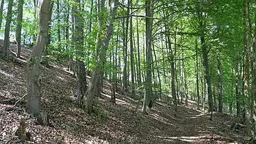 Waldbereich am Rundweg im südöstlichen Teil