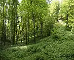 Große Vorkommen der wilden Mondviole