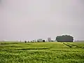 Felder beim Langen Moor