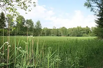 Das Naturschutzgebiet Wasenmoos im Frühsommer