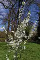 Neu gesetzter Obstbaum