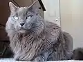 Nebelung-Kater