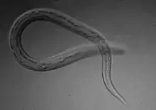 Eine Larve unter einem Mikroskop, die einem Wurm ähnelt, mit einem Ende über dem anderen