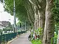 Eine lange Platanenallee am Radweg vor Mannheim