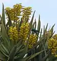 Aloe dichotoma