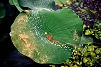 Das Blatt der Heiligen Lotusblume (Nelumbo) ist selbstreinigend: mit Wasser wird Schmutz abgespült. Der Lotus-Effekt hat heute weltweit zu zahlreichen alltäglichen Anwendungen geführt