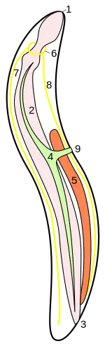 Fadenwurm:5&nbsp;Hoden