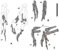 Darstellung der Vorderhände der neu gefundenen Exemplare MPC-D&nbsp;107/15 (A) und 107/16 (B und C)