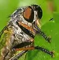 Detail eines Gemeinen Strauchdiebs (Neoitamus cf. cyanurus)