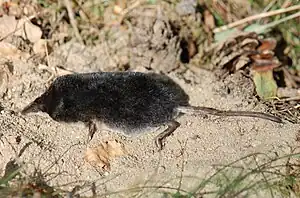 2016 Wasserspitzmaus