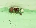 Weibchen mit fertigem Eikokon