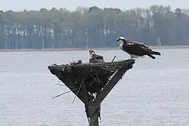 Fischadler auf Nesthilfe