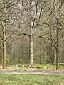 Frühlingswald
