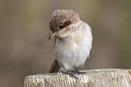 Neuntöterweibchen auf Pfahl