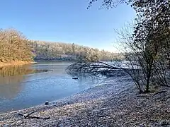 Neyetalsperre - im Winter Rastquartier für Zugvögel
