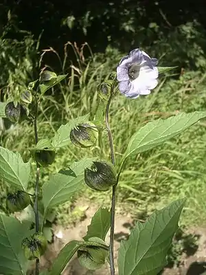 Die Giftbeere (Nicardra physaloides) enthält Hygrin als Hauptalkaloid.