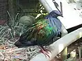 Kragentaube (Caloenas nicobarica) im Jurong Bird Park