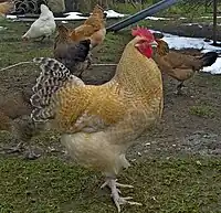 Hahn, gelbsperber, 6 Monate alt