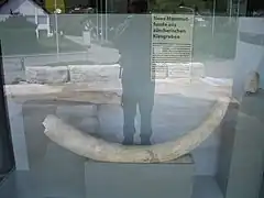 Mammutstosszahn