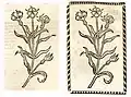 Links: Hortus sanitatis Ausgabe Straßburg 1497 (Nigella). Rechts: Kleines Destillierbuch 1500 (Ratten Krut)