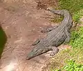 Nilkrokodil