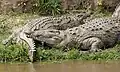 Nilkrokodile
